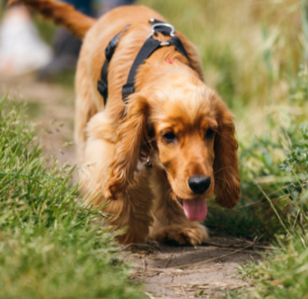 <strong>WALKS IN CAMBRIDGESHIRE</strong>