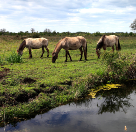 <strong>WICKEN FEN NATURE RESERVE</strong>